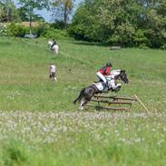 Tysk Sportspony Kyesgårds Zeldana