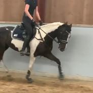 Tysk Sportspony Kyesgårds Zeldana