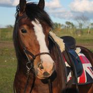 Welsh Pony af Cob-type (sec C) Flynn Rider