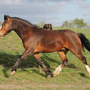 Welsh Pony af Cob-type (sec C) Flynn Rider