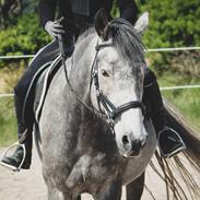 Anden særlig race Bryggergårdens hidalgo