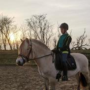 Fjordhest Oblings Frida