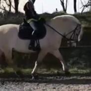 Fjordhest Oblings Frida