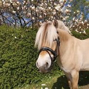 Fjordhest Oblings Frida