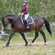 Anden særlig race Nyskovens silas af skovsøgård