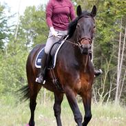 Anden særlig race Nyskovens silas af skovsøgård