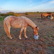 Anden særlig race Hjorthlunds Lullu