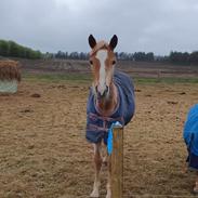 Anden særlig race Hjorthlunds Lullu