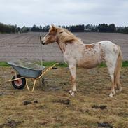 Anden særlig race Hjorthlunds Lullu