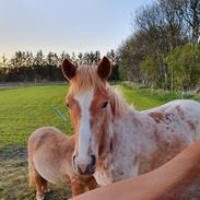 Anden særlig race Hjorthlunds Lullu