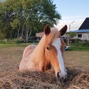 Anden særlig race Hjorthlunds Lullu