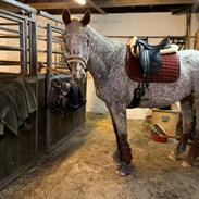 Anden særlig race Star