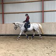 Anden særlig race Star