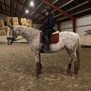 Anden særlig race Star