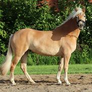 Haflinger Gina Af Åtte Bjerge