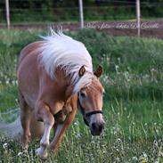 Haflinger Gina Af Åtte Bjerge