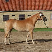 Haflinger Gina Af Åtte Bjerge