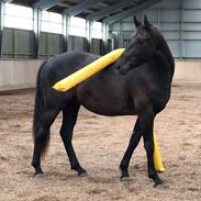 Dansk Varmblod Zorro