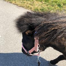 Anden særlig race Tutlick (Tulle)