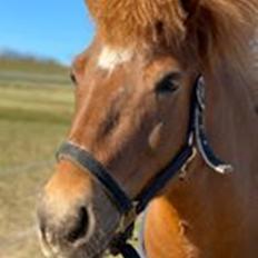 Islænder Grímséy fra Isfryd