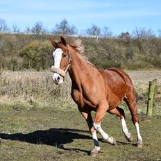 Frederiksborg Onslow
