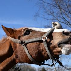 Frederiksborg Onslow