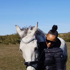 Hollandsk Varmblod Herona VS