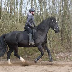 Oldenborg Sambo (Joey)