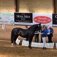 Frederiksborg Strunzte's Look At Me (Solgt)