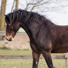 Welsh Cob (sec D) | Valhallas Mabon Mai