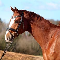 Dansk Varmblod Fürsten-star