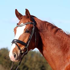 Dansk Varmblod Fürsten-star
