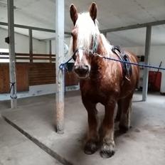 Schleswiger Hertug solgt 