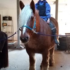 Schleswiger Hertug solgt 