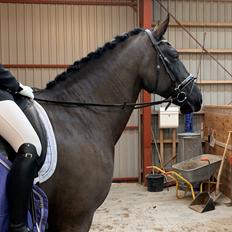 Oldenborg Q-Bec Bennedsgaard (lånehest)