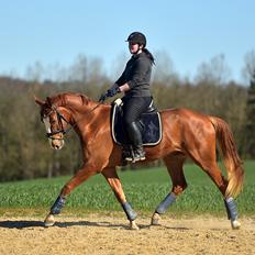 Dansk Varmblod Fürsten-star
