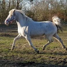 Knabstrupper Donna SOLGT