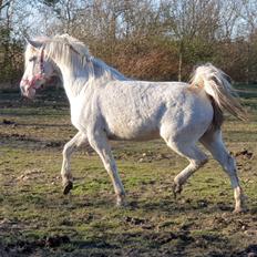 Knabstrupper Donna SOLGT