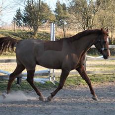 Arabisk fuldblod (OX) Walihf ox