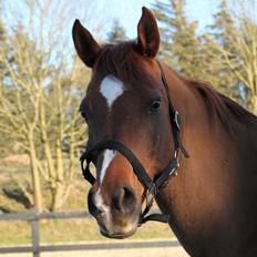 Arabisk fuldblod (OX) Walihf ox