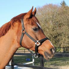 Arabisk fuldblod (OX) Walihf ox