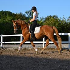 Dansk Varmblod Tovdal's D-Jay