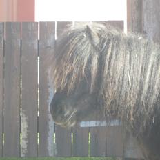 Shetlænder Maskot