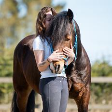 Welsh Cob (sec D) | Valhallas Mabon Mai