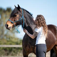 Welsh Cob (sec D) | Valhallas Mabon Mai