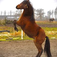 Welsh Partbred (Sec F) DJ Malthe Soleil