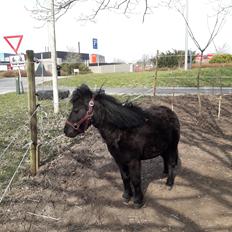 Anden særlig race Guliver Brandybuck