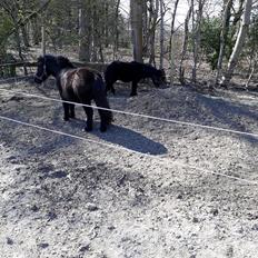 Anden særlig race Guliver Brandybuck