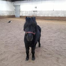 Anden særlig race Guliver Brandybuck