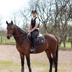 Dansk Varmblod Ups II (Uffe)